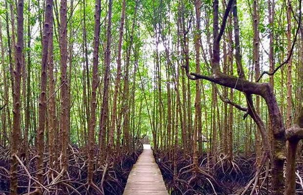 Peam Krasop Mangrove Forest