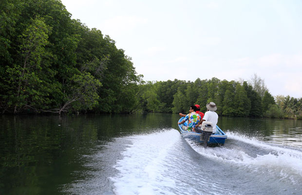 Peam Krasop Mangrove Forest