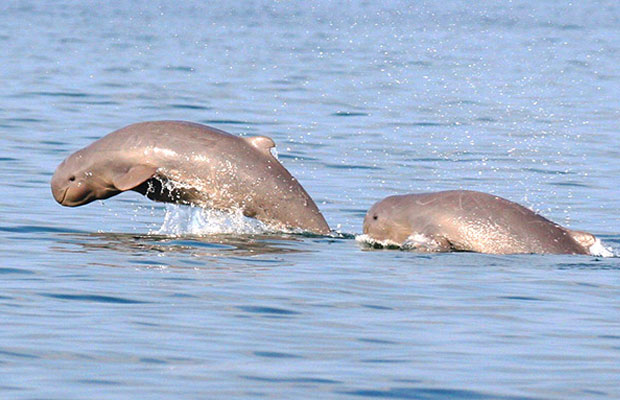 Kampi Dolphin Canyon